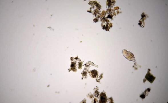 microorganisms in water