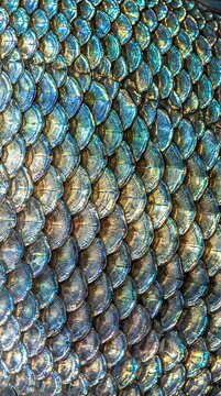 Iridescent fish scale pattern with blue and gold hues