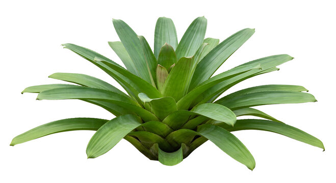 Single mature Bromeliad plant isolated on transparent background. Bromelia tropical rosette plant cutout.