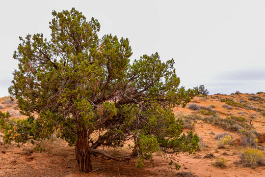 Utah Juniper Tree in Arid Desert Landscape Monument Valley