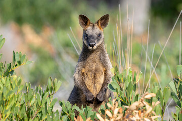 Swamp Wallaby (Wallabia bicolor), Potato Point, NSW, February 2026 © Jon Steinbeck