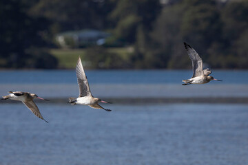 Fototapeta premium Bar-tailed Godwit (Limosa lapponica) flying, Narooma, NSW, January 2026