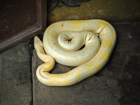 An albino python, with its distinctive pale yellow and white patterned scales, coils elegantly on a textured, gritty surface, its smooth skin reflecting the ambient light.