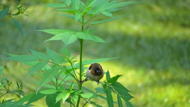 Small brown and white finch bird resting on a green plant stem against a bright smooth blurred natural background.
