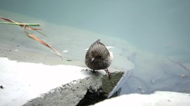 Female plumbeous water redstart bird standing on a concrete edge near calm water surface.