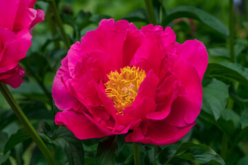 Obraz premium A hybrid Ito peony flower with fuchsia petals and yellow stamens in the Peter the Great Botanical Garden on a summer day, Saint Petersburg, Russia