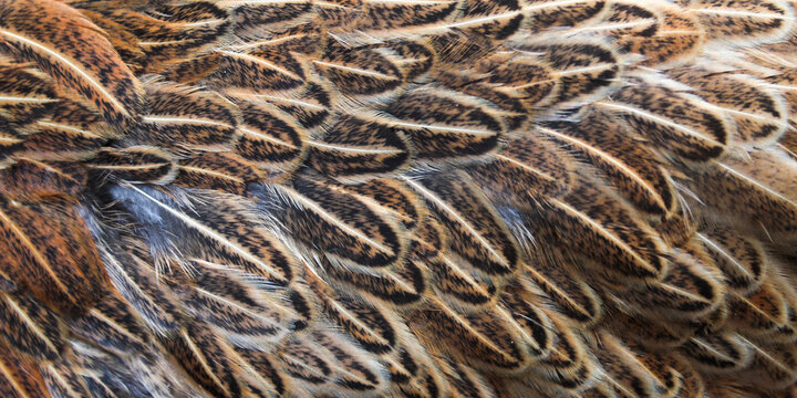 detailed texture of bird feathers with natural colors such as dark brown, cream, and black