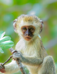 Fototapeta premium Baby Monkey Portrait 