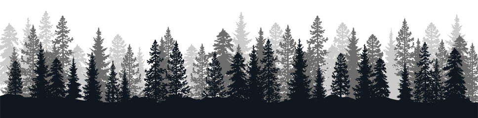 Obraz premium Dark Pine Forest Silhouette Border Landscape