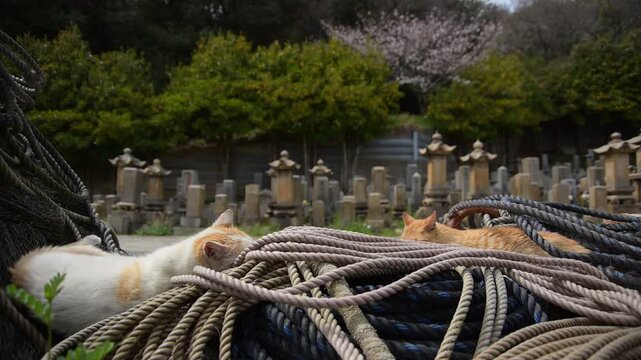 親子猫」の写真素材 | 2,686件の無料イラスト画像 | Adobe Stock