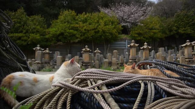 桜咲く春の六島で昼寝する茶トラ猫の親子 （岡山県笠岡市六島, 2026年4月）