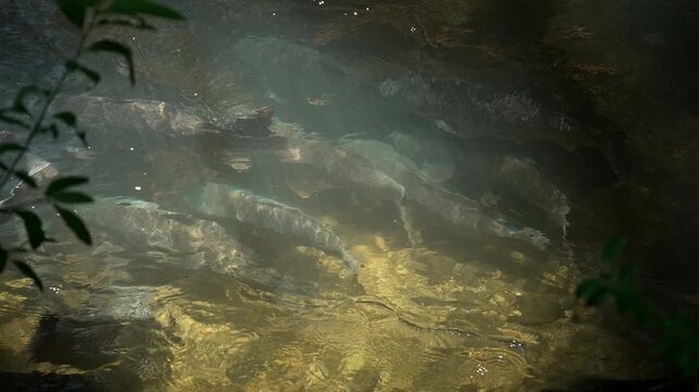 School of carp in the shadows of the Provo River as they spawn in Utah.