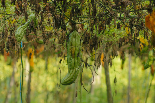 Green bitter melon, Bitter gourd or Bitter squash hanging from a tree on a vegetable farm. Fresh Bitter melon hanging on the garden. Shallow depth of field and Close-up view.	