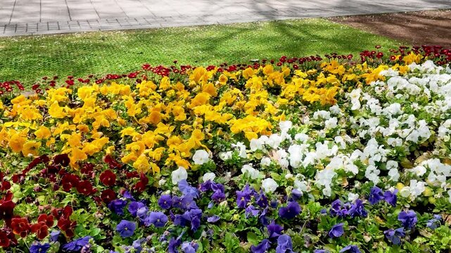 Colorful pansy flowers blooming in park flowerbed