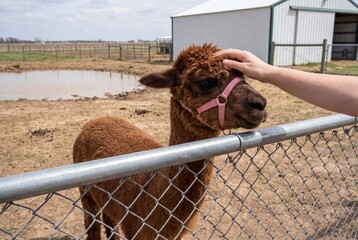 Fototapeta premium Person petting a brown alpaca over a chain link fence on a farm