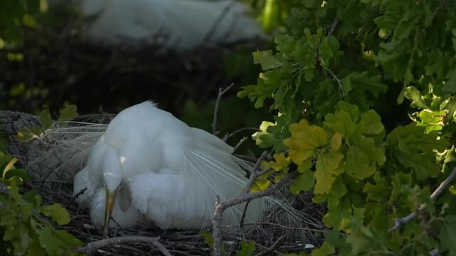 Great Egret is hatching in the nest