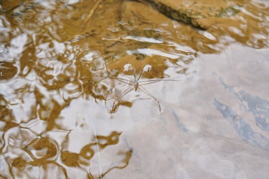 Close-up shot of a water strider insect floating on the surface of a clear river stream, showcasing the natural physics phenomenon of water surface tension.