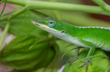 Fototapeta premium Green Anole Resting Among Foliage Macro