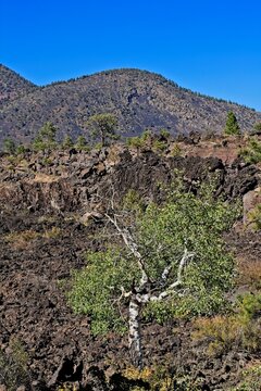 A lone Quaking Aspen, Populus tremuloides, in a lava flow at the Bonito Lava Flow at Sunset Crater Volcano National Monument, Flagstaff, Arizona. Pine trees are in the background.