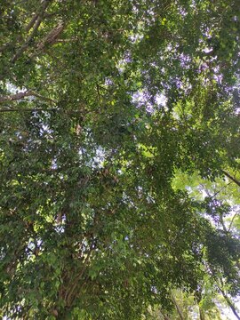 Lush foliage of trees glistening in bright sunlight. Follaje frondoso de &aacute;rboles brillando bajo la luz solar intensa(9)