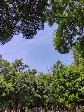 Green and leafy trees illuminated by the bright flash of the sun. &aacute;rboles verdes y frondosos iluminados por el destello brillante del sol. (10)
