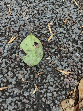 Close-up of a tiny green leaf fallen on the ground in a garden. Primer plano de una diminuta hoja verde ca&iacute;da en el suelo de un jard&iacute;n(13)