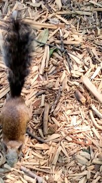 Close-up of a gray squirrel looking for food in the garden. Primer plano central de una ardilla gris buscando comida en el jard&iacute;n.(11).
