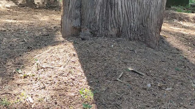 Close-up of an adorable gray bird walking through a park in the morning.Primer plano de un adorable p&aacute;jaro de color gris caminando por un parque por la ma&ntilde;ana.(26)
