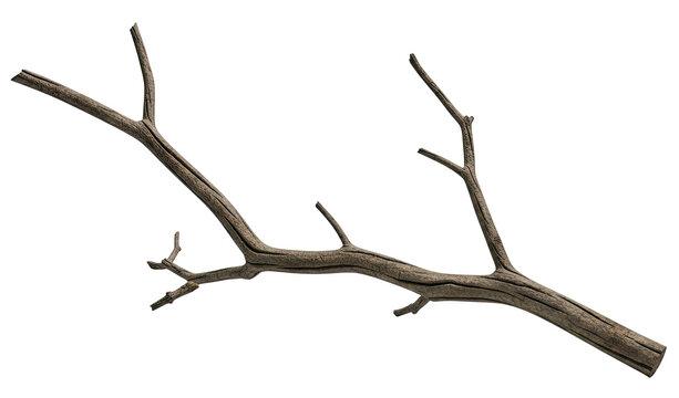 A weathered, dry tree branch rests horizontally on a transparent background. The branch has several intricate, curving limbs and a rough, textured bark.