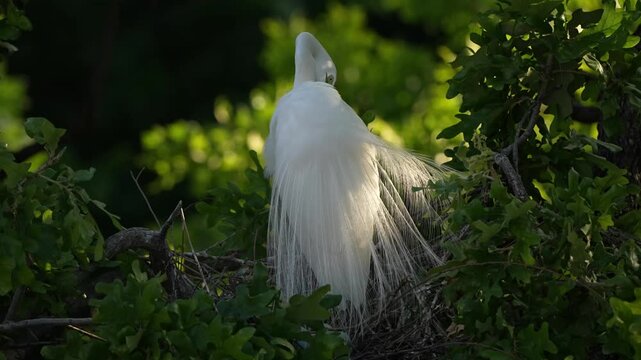 Beautiful Egret is preening its feathers	