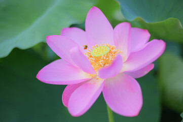 Fototapeta premium Pink Lotus Flower with Honeybee in Japanese Garden Pond