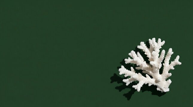 Off-center top-down zenith view of a solitary bleached white coral branch