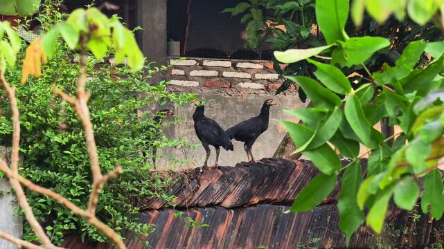 Authentic handheld footage of black chickens perched on a traditional clay tile roof in a lush tropical garden environment, rural poultry farming and village life concept, natural lighting