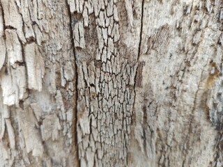 Fototapeta premium tree bark texture