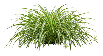 Fototapeta premium Single mature Spider Plant isolated on transparent background. Chlorophytum comosum variegated foliage cutout