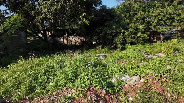 a vacant, overgrown plot of land filled with dense green vegetation, shrubs, and several mature trees.