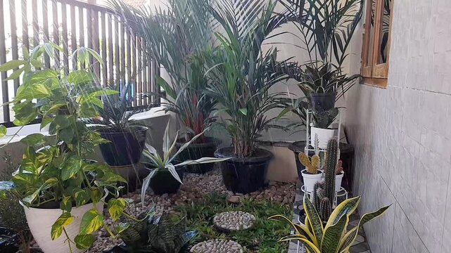 A small garden in front of the house with various beautiful plants. Watering the plants. Flowers and plants are wet and fresh when exposed to water. Red palm, sanseviera, golden pothos, cactus.