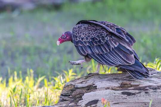 Turkey vulture walking a fallen tree trunk.