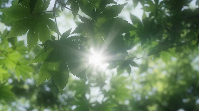 さわやかな自然あふれる森林の山道　見上げた新緑の葉に当たる太陽の強い日差しと木陰・木漏れ日の差し込む葉陰　春・夏・夏休み・アウトドア・行楽・季節・登山