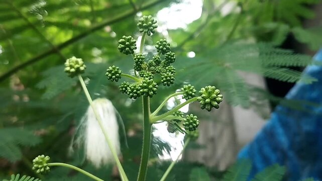Close up shot of static green buds clustered on wild plant stems under standard outdoor lighting.
