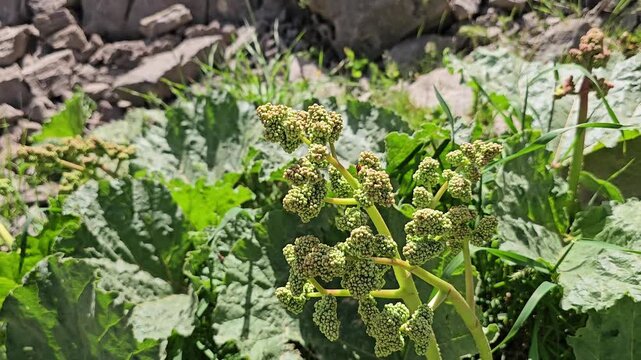 Wild rhubarb plant with broad green leaves and budding flower clusters growing beside a stone wall
📍 Hawraman Takht, Kurdistan, Iran 