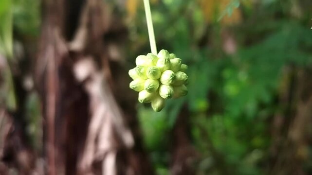 Macro footage focusing on a single round green bud pod with a strongly blurred background.
