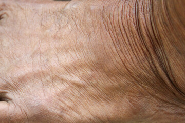 Naklejka premium wrinkled old man's skin texture with clear fold details