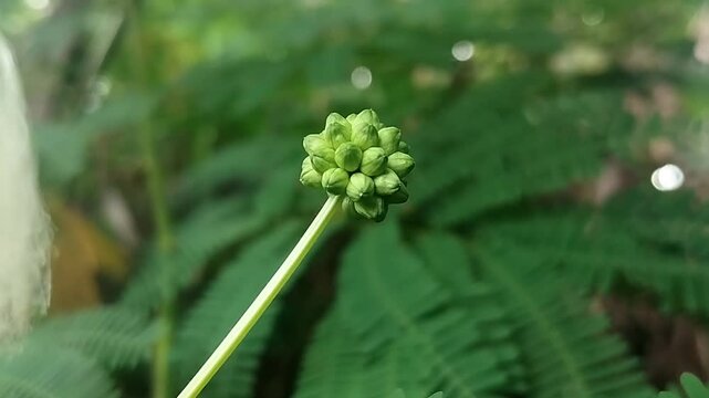 Close up stable shot of a single green bud on a long stem framed diagonally against green leaves.
