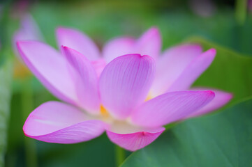 Fototapeta premium Pink Lotus Flower in Full Bloom, Japan Summer
