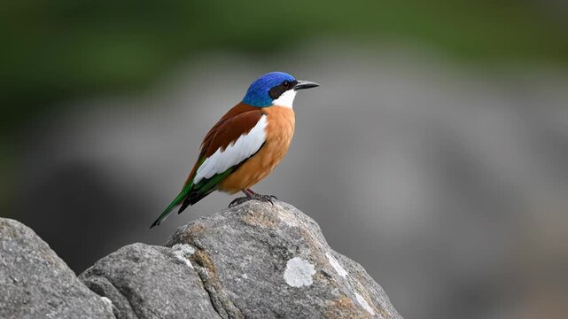 A colorful kingfisher bird with a vibrant blue crown, white face, and rufous brown back perches on a grey rock. Detailed shot of a wild bird in a natural outdoor environment with bokeh.