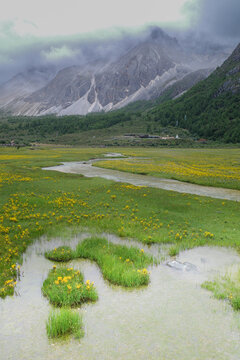 Lush summer grassland scenery of Daocheng Yading high altitude plateau