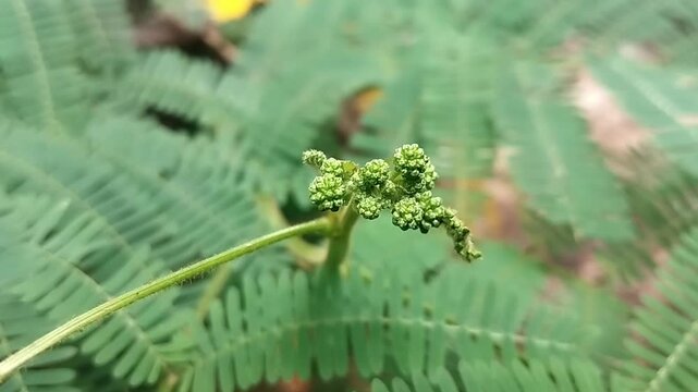 High angle view of unchanging green buds clustering on branch tips surrounded by wild leaves.
