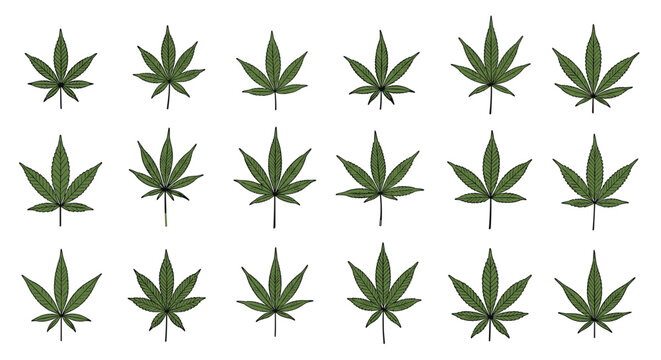 Collection of diverse green cannabis or marijuana leaf illustrations showing different shapes and detailing for medical or herbal themes.