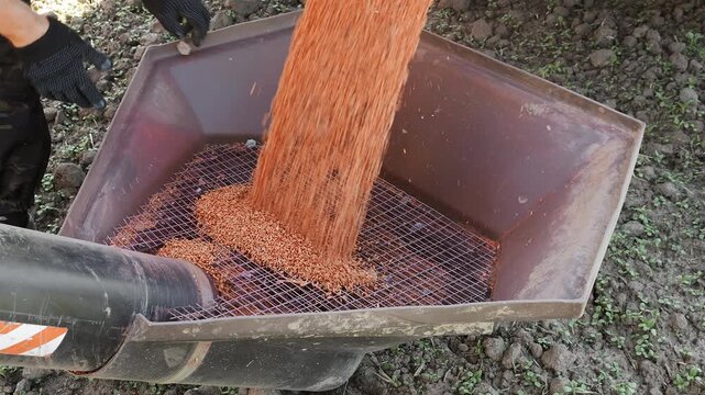 Farmer removing stones and debris from grain hopper while loading seeds into agricultural seeder. Seed cleaning, equipment preparation and planting operation in field.